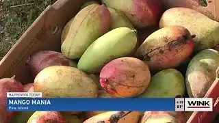 Pine Island celebrates annual Mango Mania festival
