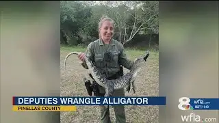 Pinellas County deputies wrangle alligator found camped out under residents car