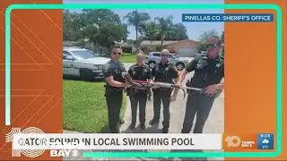 Pinellas County deputies wrangle gator from swimming pool