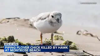 Piping plover chick killed by hawk at Chicago