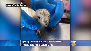 Piping Plover Chick Taken From Rhode Island Beach Dies