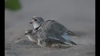 Piping Plover chicks hatch at Montrose Beach