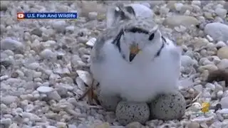 Piping Plover Chicks Named On Friday