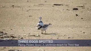 Piping Plovers Monty and Rose Are Expecting