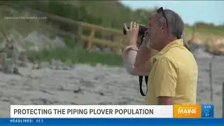 Piping plovers need protection