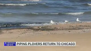Piping Plovers return to Chicago