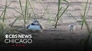 Piping plovers spotted at Montrose Beach
