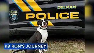 Pit bull helps cops enforce the law in New Jersey