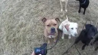 Pit Bull Rehabilitation Part Four