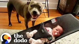 Pittie Helps Raise Baby Sister and Lovingly Welcomes The Next | The Dodo