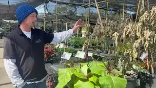 Plant recovery tips after historic freeze
