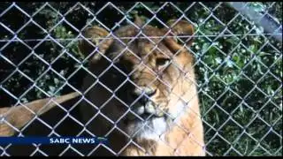 Plettenberg Bay predator park to receive a cub from Egypt