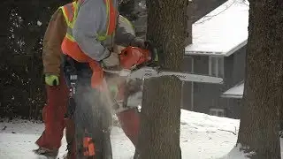 Plymouth Removes Ash Trees to Combat EAB