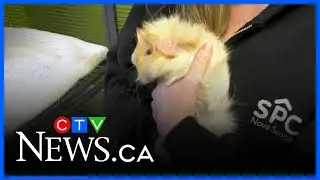 Pocket pets need homes too