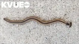 Poisonous hammerhead worms seen in Central Texas