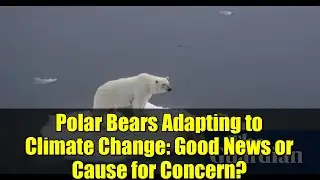 Polar Bears Adapting to Climate Change: Good News or Cause for Concern?