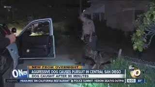 Police chase after aggressive dog