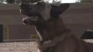 Police dog attacked