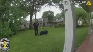 Police, neighbors go hog-wild chasing pig through several yards in Louisville