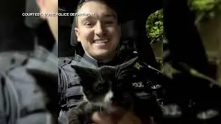 Police officer rescues multiple tiny kittens while on duty