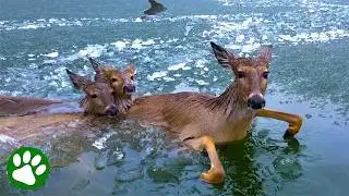 Police Use Unique Method To Rescue Deer Family