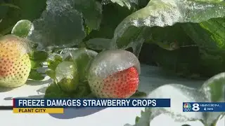 Polk Co. strawberry crops damaged after freeze