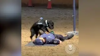 Poncho the police dog performs CPR on his handler