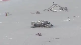 Possible new turtle facility could come to Kleberg County