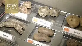 Potatoes on Mars: NASA attempts space farming in Peru