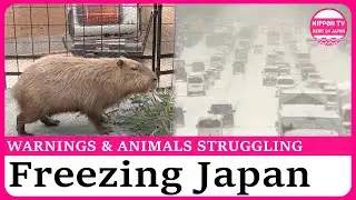 Powerful cold wave brings heavy snow and blizzards across Japan