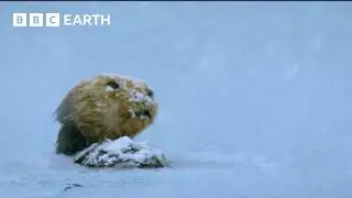 Predators vs Prey in the Most Extreme Environments | BBC Earth