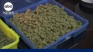 President Trump signs executive order to ease cannabis restrictions