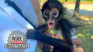 Preview: Investigation Finds Spider Monkeys For Sale