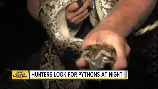 Prime python hunting time after dark