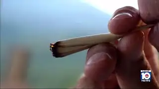 Probe launched by DeSantis administration into marijuana referendum petitions in Broward County