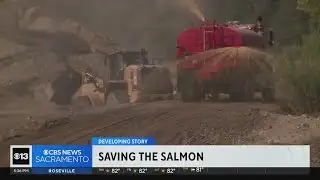 Project aims to save salmon in American River