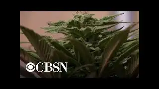 Proposed bill would decriminalize marijuana at federal level