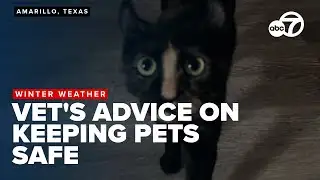 Protect your pets from winter