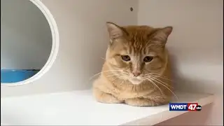 Protect Your Pets This Winter || WMDT