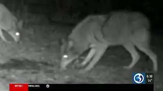 Protecting pets during coyote mating season