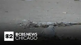 Protecting piping plovers in Chicago