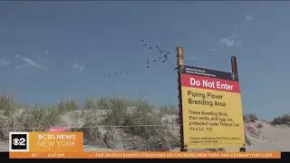 Protecting piping plovers on New York beaches
