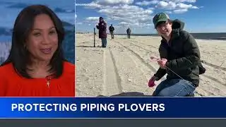 Protecting the endangered piping plover
