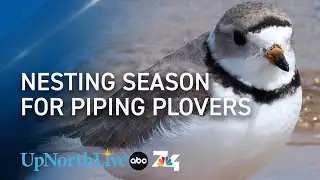 Protecting the piping plovers: Inside the conservation efforts at Sleeping Bear Dunes