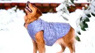 Protecting your pets in cold weather as snow heads into Oklahoma