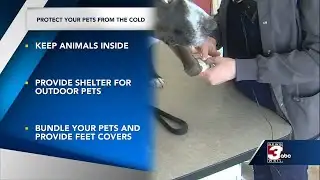 Protecting your pets in the cold