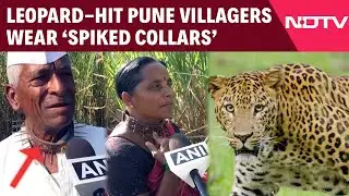Pune Leopard Attacks | Leopard-hit Pimparkhed Villagers Wear ‘Spiked Collars’