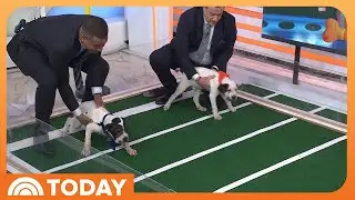 Puppies Predict Super Bowl 2026 Winner on TODAY