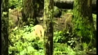 Puppy Found Identified as Wolf Pup