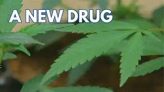 Push for Marijuana Reclassification Amid Calls to End Federal Ban